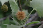 American sycamore